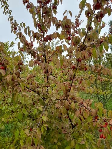 копилка на 100 тысяч таблица: Qusarin kendi 10 km arligda gozel ponramali yerdi tecili satilir — 4