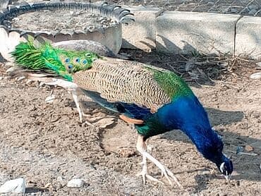 cins buzovlar: Məhsul: Təbiət guşəsi və ya fərdi təsərrüfat üçün tovuz quşları (1 — 5