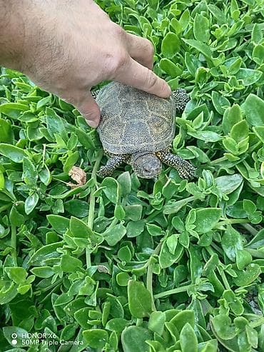 Növ: Quru/su tısbağası. BARTER MÜMKÜNDÜR Xüsusiyyətlər: - Yarımsu