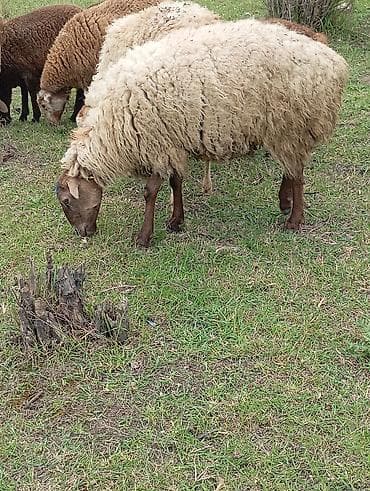 ördək balası və cücə: Dişi, il: 2, Damazlıq — 2