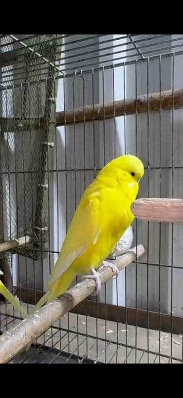 amadin yuvası: Hazır bala verən iri sağlam çex cütü satılır ancağ sarı bala verilər — 2