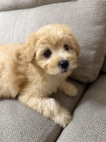 heyvan bazarı: Pulsuz çatdırılma — 1