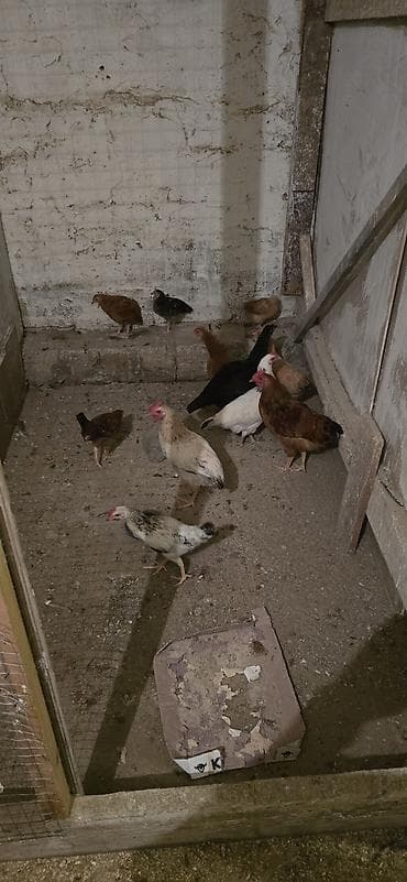 cins at: Mətn: Yerli qarışıq cins toyuq sürüsü - Sürüdə erkək və dişi toyuqlar — 2