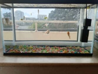 oskar balığı: Balıqlar və akvaryum biryerdə satilir — 2