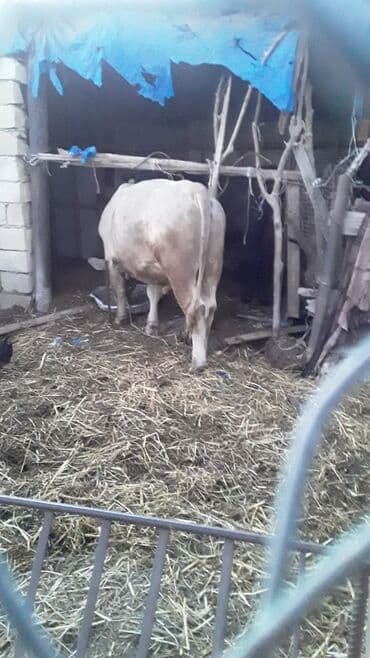 cins ineklerin satisi 2018: Erkək, il: 1, 168 kq, Ətlik, Ünvandan götürmə — 3
