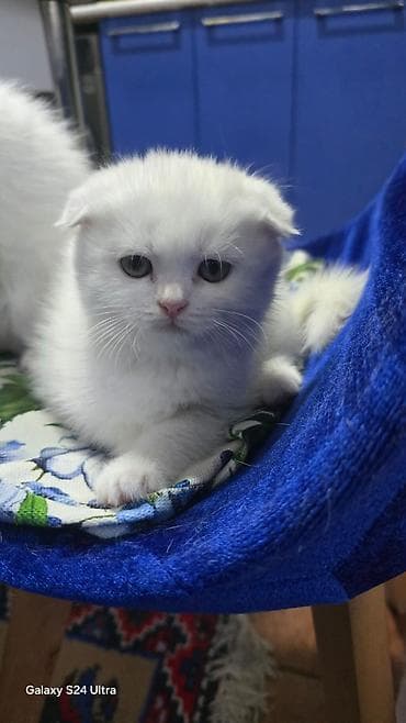 pişik şotlan: Şotland yastı qulaq — 5