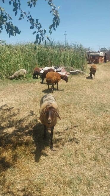 ramanov qoyun: Məhsul: Qoyun sürüsü Təsvir: - Şəkillərdə otlaqda saxlanan yerli — 7