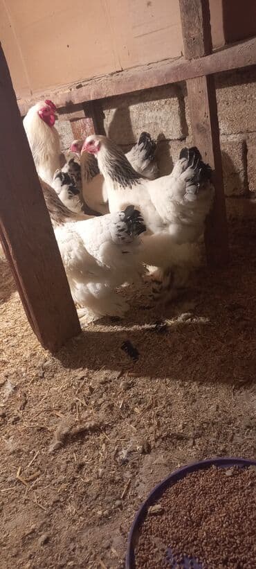 Qoyunlar, qoçlar: Toyuq, Brama, Damazlıq — 3