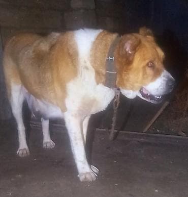 it adlari erkek: Erkek, Peyvəndli — 2