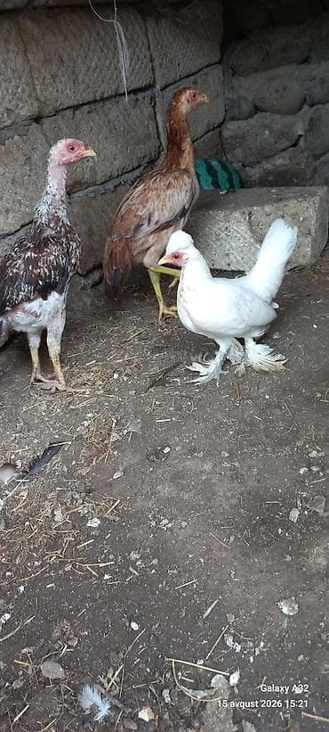 akvarium qiymetleri: 5 aylıq Təmiz,cır yaponkalar.Unvan Lənkəran Bakıya 20yanvara və bəzi — 6