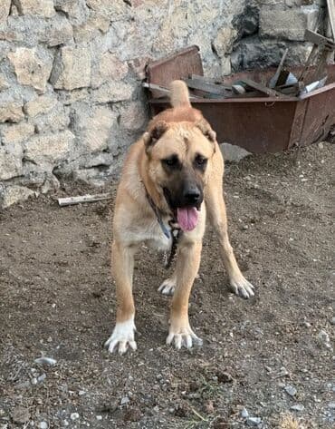 11 ay, Erkek, Peyvəndli