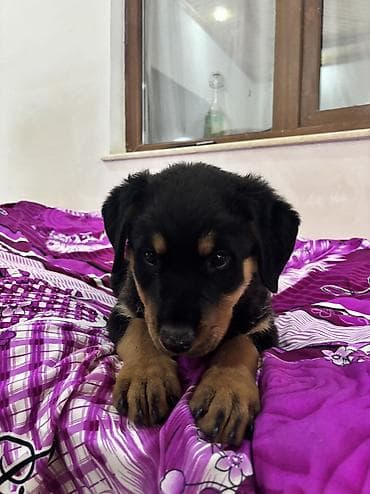 ucuz ev itləri: Rotveyler, 2 ay, Dişi — 7