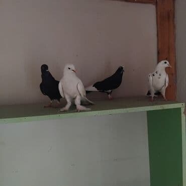 heyvanlara verilen adlar: 13 hoyercin ve 5 eded baladir cemi 18 goyercindir balalar ozlerinindir — 3