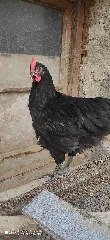 toyuq satisi: Курица, Australop, Для яиц — 4