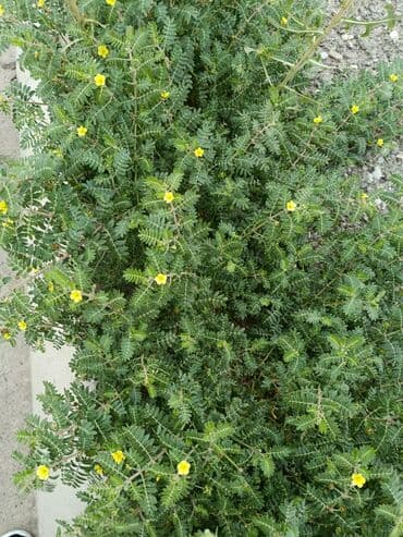 эпимедиумная паста чиро табобат мекунад: Tribulus (Demirtikanı,çobançökərtən) – 100% təbii, yüksək keyfiyyətli — 1