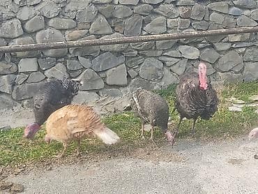 bakida it barinagi: Erkək, Damazlıq — 3