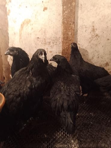 ag at sekilleri: Allah'ın salamı olsun hər birinizə! 15 dənə 3 ay yarımlıq orjinal — 2