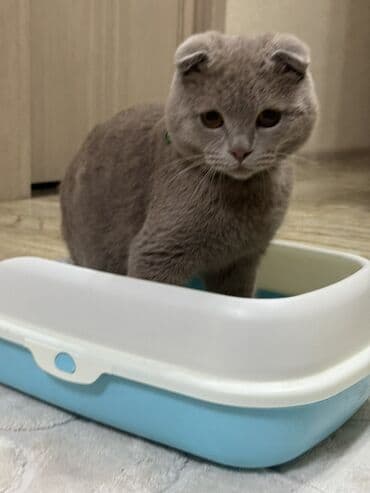 Gəmiricilər: Məhsul: Qapalı tipli pişik tualeti (kum qabı) Xüsusiyyətlər: - İkiqat — 2