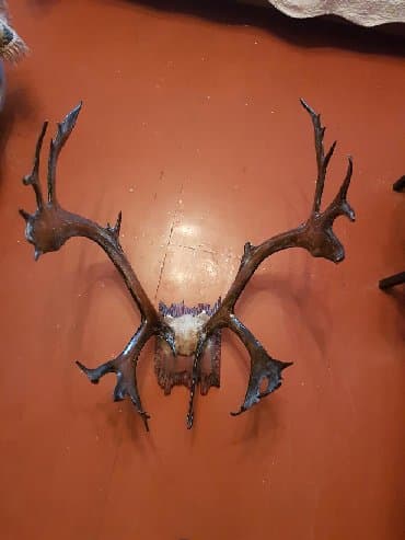 ehtiras artırıcı dərmanlar: Orginal Maral Buynuzu 30 il den coxdu ozumdedi. Real Alici zeng — 1