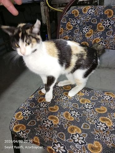 xacmaz heyvan bazari: Dişi, Yaxşı əllərə — 6