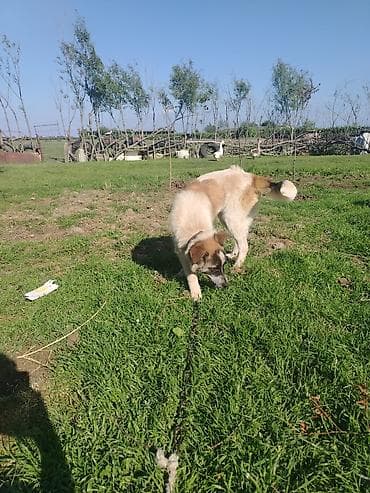 coban iti haqqinda melumat: 4 ay, Erkek, Cütləşmə üçün, Ünvandan götürmə — 3