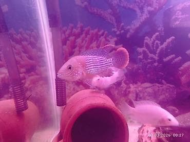 Mələk balığı (skalyari), Sülhsevər — 4