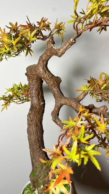 budda: Süni bonsai ağacı – dekorativ içməkan yaşıllaşdırma üçün - Realistik — 5