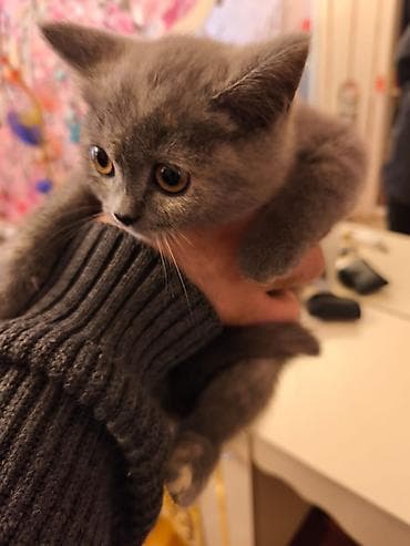 pişim: Şotland — 6