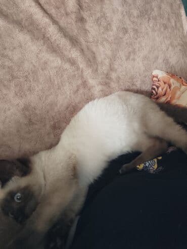 pişim: Siam, Erkək, Ünvandan götürmə — 5