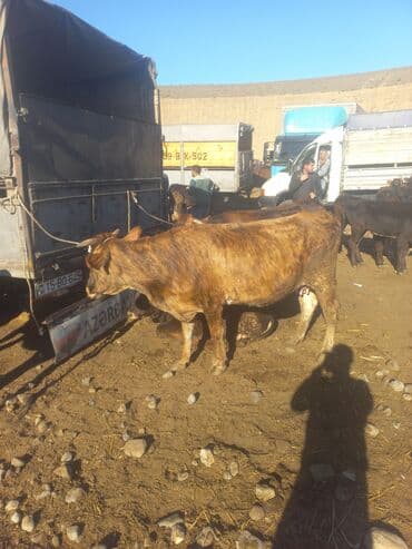 Inəklər, öküzlər: Salam balalı inək tək inək boğaz danali və danada aliriq yaxşi qiymətə — 4