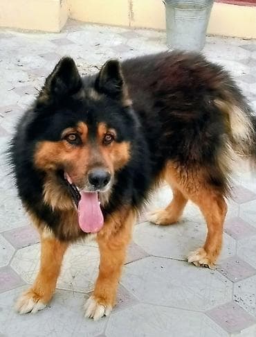 coban itləri: Alman çoban iti, 3 il, Erkek, Cütləşmə üçün — 1