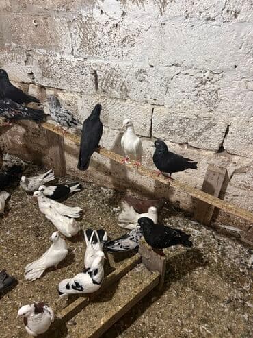 anqut quşu: Məhsul: müxtəlif rəng və naxışlarda ev göyərçinləri Hamisi tutulmadi — 4