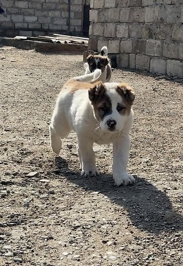 bala keçi: Alabay — 7