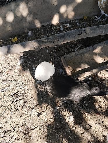 cuce yemi: Toyuq, Damazlıq — 5