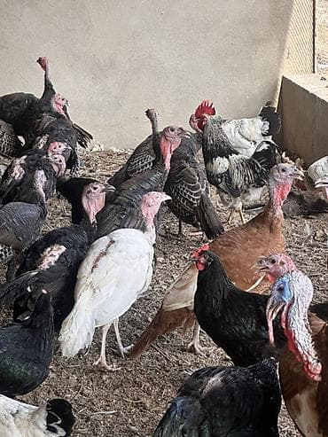 hind guşu: Məhsul: Hinduşkalar 3aylıq (dişi erkək)-15 ədəd:1 ədədi -25 azn — 4