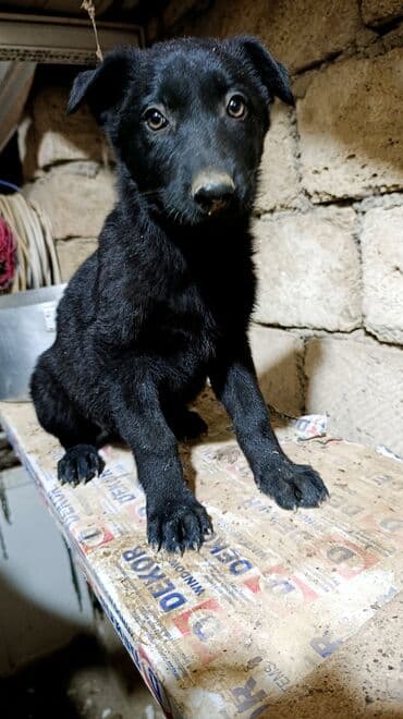 немецкая овчарка цена в баку: Немецкая овчарка, 2 месяца, Самка, С прививками, Самовывоз — 2