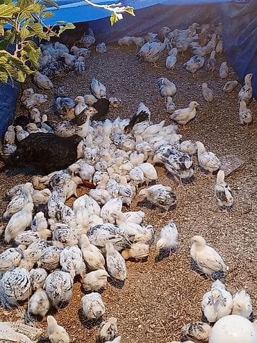 sevgi qusu: 1 aylıq və 20günlük serebrist cücələr satılır. 1 aylıq 2.50 azn 20 — 2