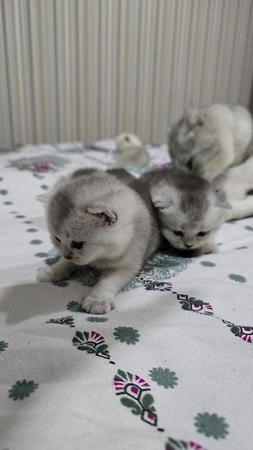 anqora pişiklər: Qızıl şinşilla, Ünvandan götürmə — 6