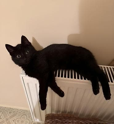 itler pikines type 1: Dişi, Yaxşı əllərə — 3