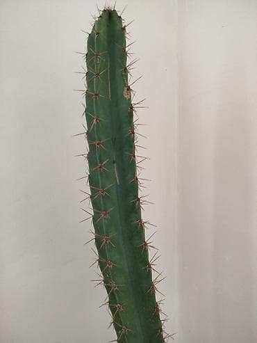 Uzun sütunvari kaktus (sütun kaktusu) – dekorativ, tikanlı, yaşıl