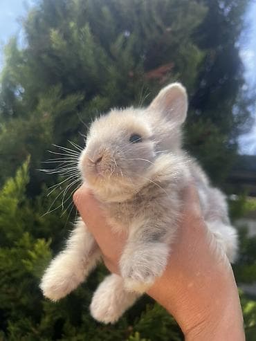 cat ruletka: Çox gözəl və nadir rəngə sahib Holland Lop balası satılır. ✅ 1 — 2