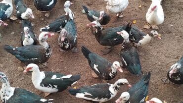 Akvarium aksessuar və ləvazimatları: Lal ördək — 3