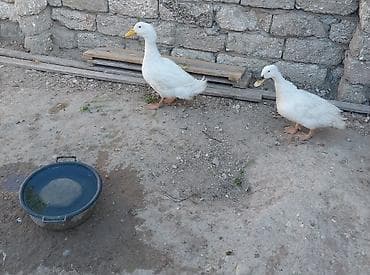 goyercin berde type 0: Təmiz 1 cüt Pekin ördəyi satılır.1 illikdir — 1