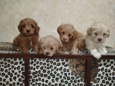 где можно купить собаку мальтипу: Mini və mikro maltepoo cinsli balalar rəngləri 2 qırmızı(red) 1 — 2