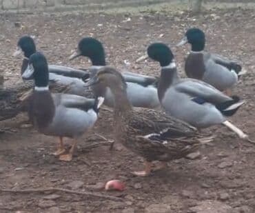 Digər kənd təsərrüfatı heyvanları: 10 ədəd erkək çöl ördeyi satılır. Biri 20 manat bir yerdə alan olsa — 2