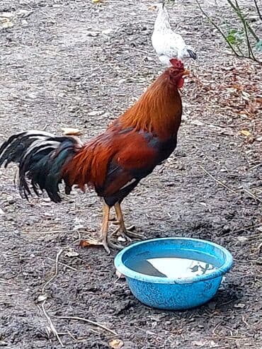 quş yuvaları: Məhsul: Yerli kənd xoruzu Təsvir: - İri bədənli, uzun quyruqlu — 3