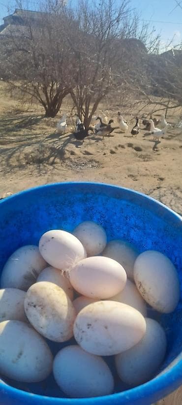 tap az quşlar: Ördək yumurtası biri 50 qepik teze mayalı yumurtalardı — 9