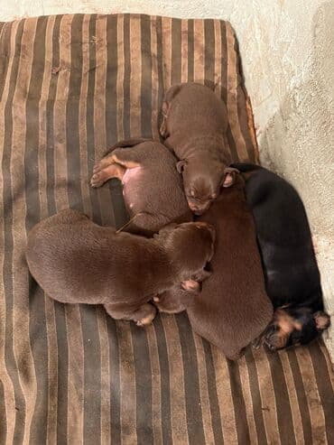 доберман: Доберман, 1 месяц, Для вязки, Доставка в районы — 5