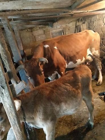 hunduşka balası: Inək və buzağı, 14 -15 LITR süd verir ünvan: Binə sovxoz əlaqə — 1