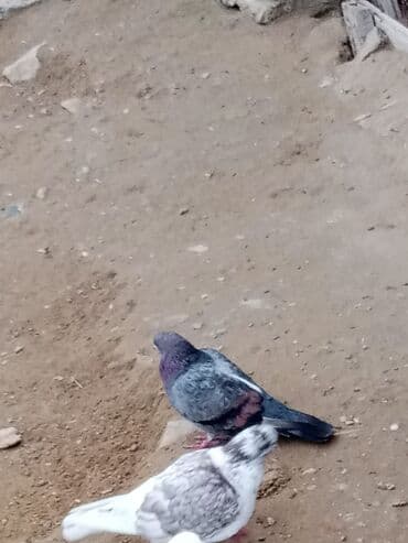 Gəmiricilər: Məhsul: Ev göyərçinləri (bir neçə fərqli rəng və naxışda) Təsvir: - — 5